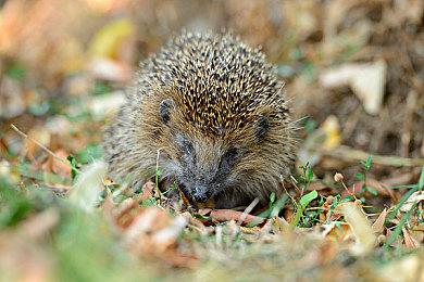 《匹诺曹的谎言》开发组专访